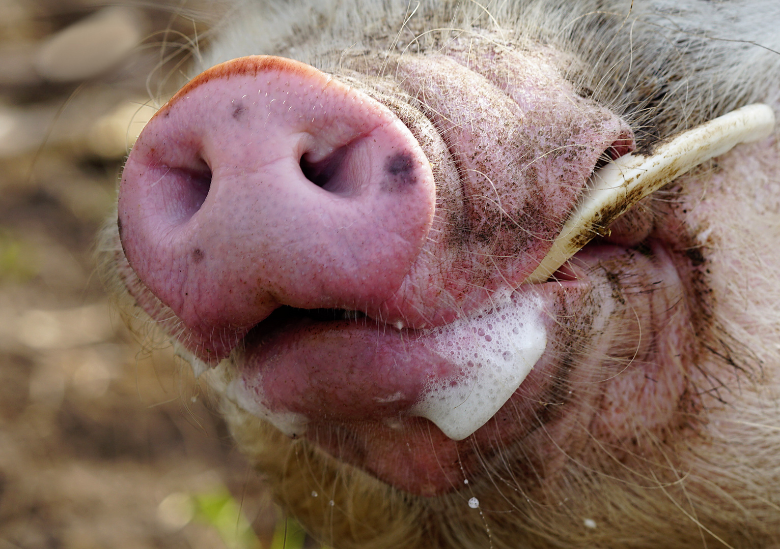 Was für eine Schweinerei!