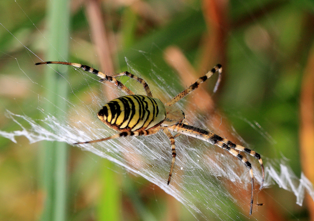 Was für eine Spinne!