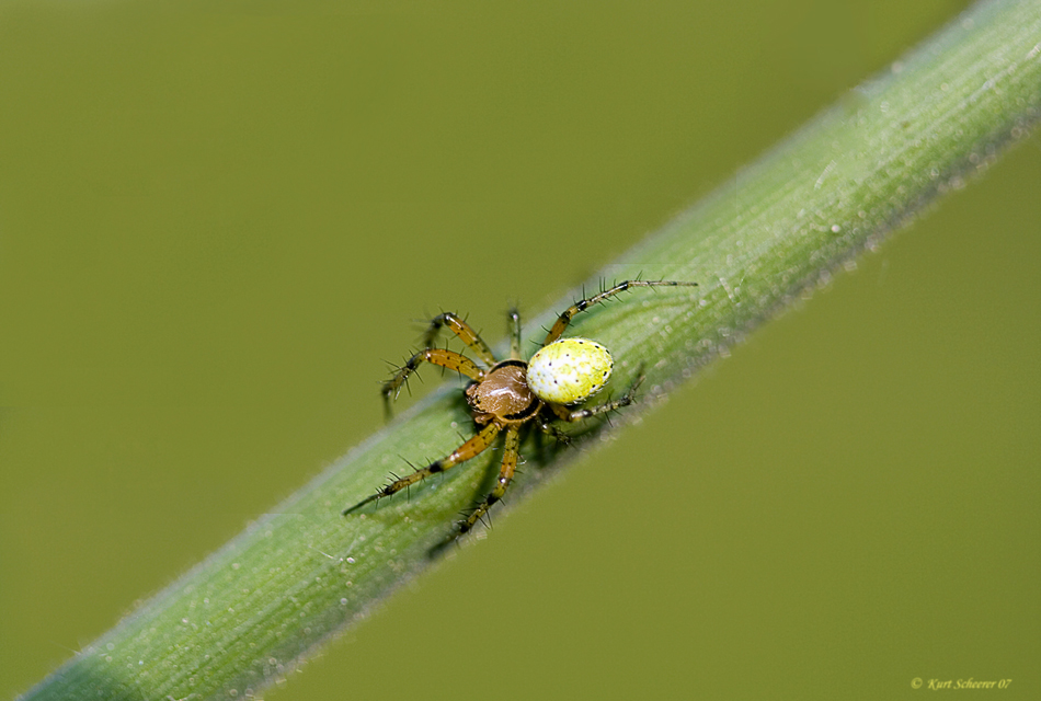 Was für eine Spinne?