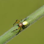 Was für eine Spinne?