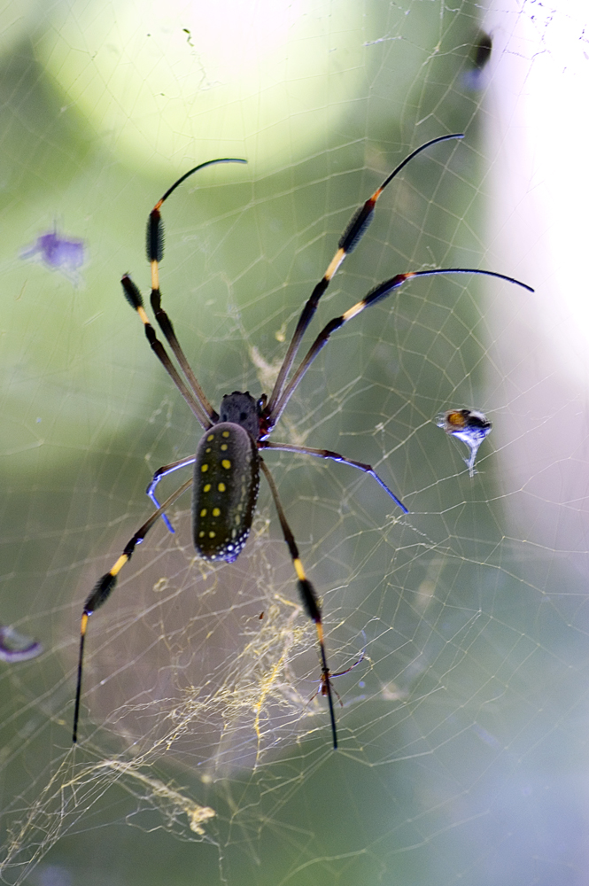 Was für eine Spinne ist das?