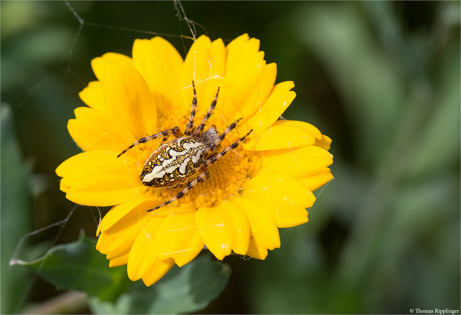 Was für eine Spinne ist das?