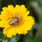 Was für eine Spinne ist das?