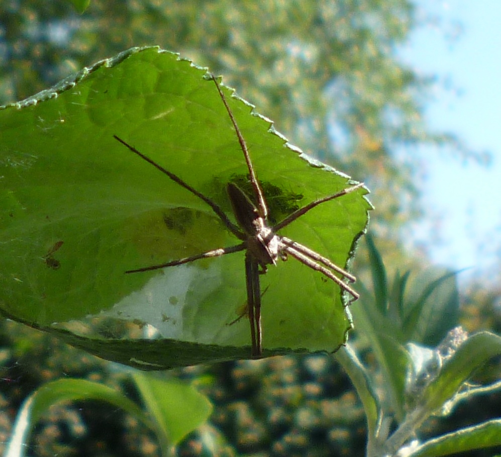 Was für eine Spinne ist das?