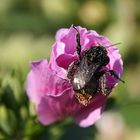 Was für eine "staubige" Angelegenheit (Nummer 2)