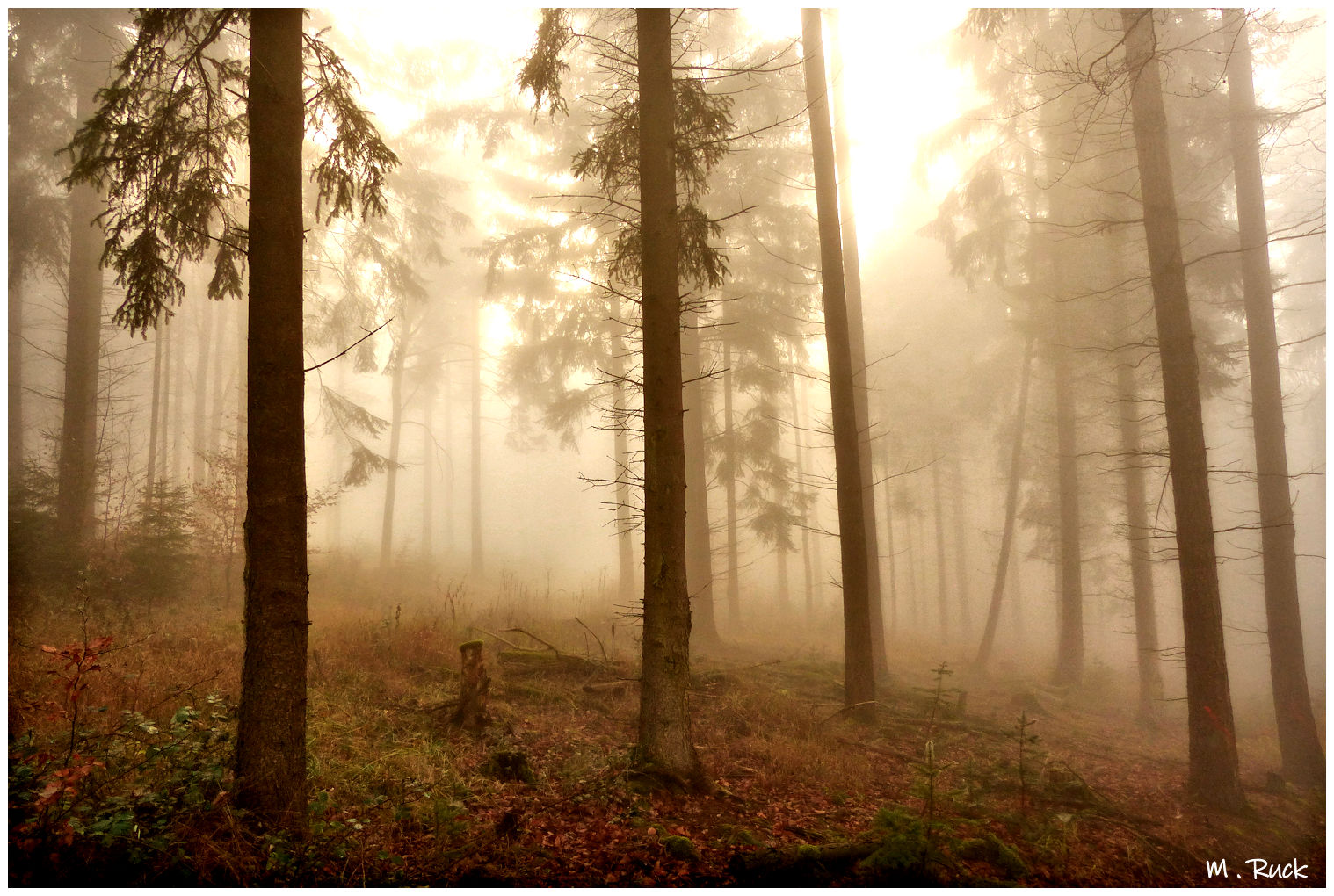 Was für eine Stimmung liegt im Wald bei diesem Licht  ,