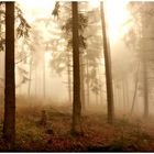 Was für eine Stimmung liegt im Wald bei diesem Licht  ,