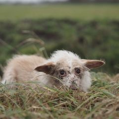 Was für eine Tierart?