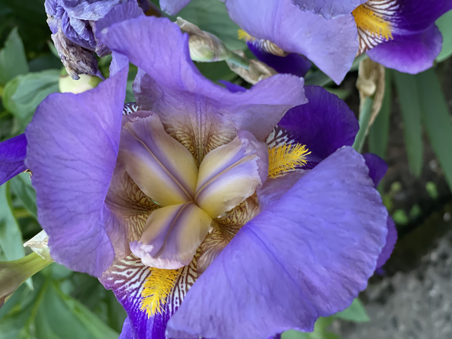 Was für eine tolle und farbenfrohe Blüte …