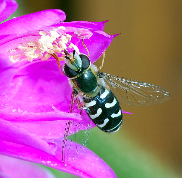 was für eine Überraschung ... eine Schwebfliege