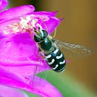 was für eine Überraschung ... eine Schwebfliege