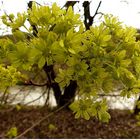 Was für eine Vielfalt an Blüten die Natur uns so schenkt ,