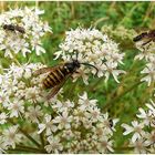 Was für eine Vielfalt von Insekten sich da alles Tummelt