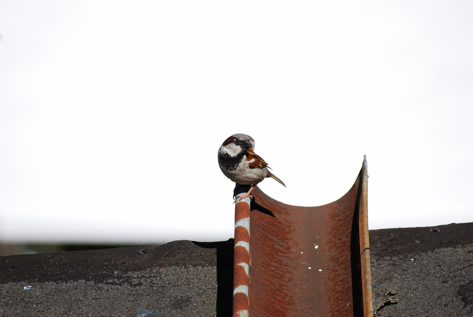 Was für eine Vogelart ist das ?