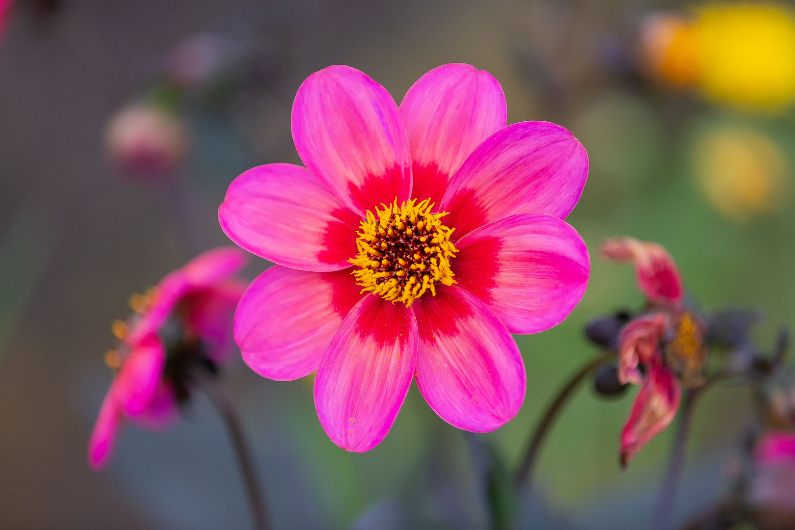 Was für eine wunderschöne Blumenwelt!