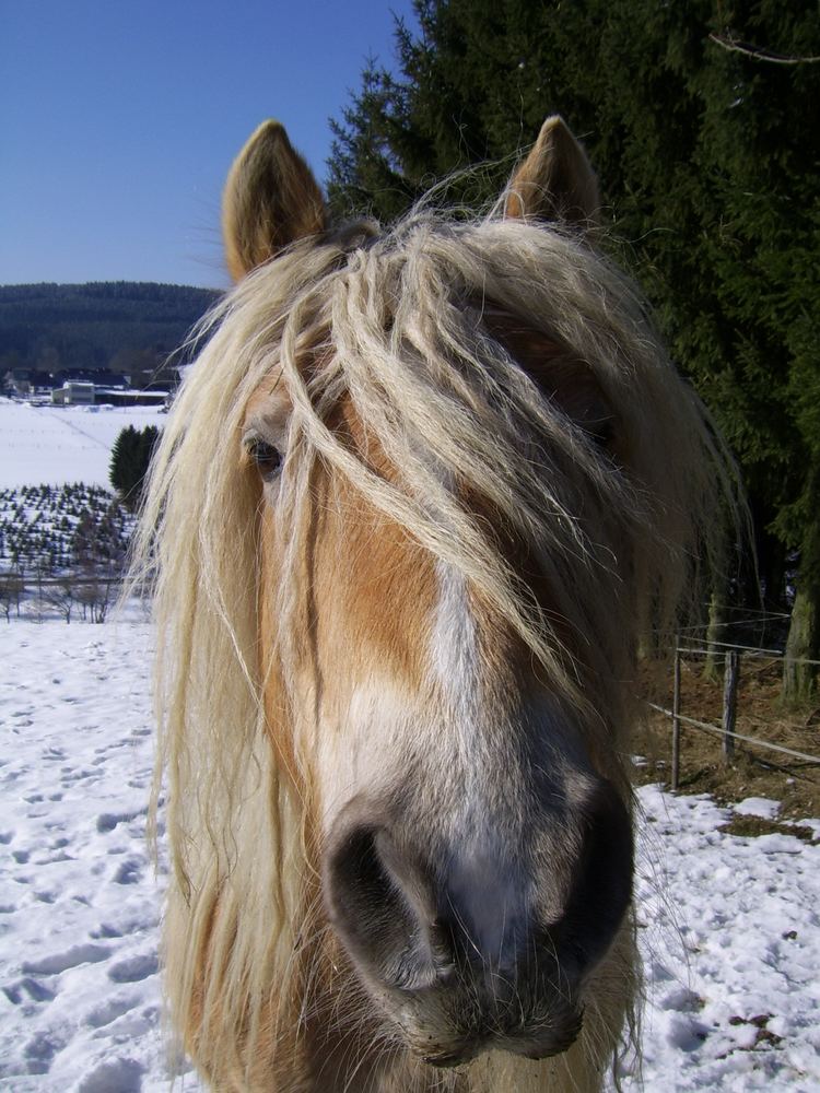 Was für Haare*