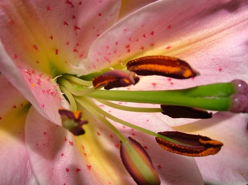 was für "Mädels" - in ROSA