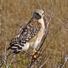 was für Ornithologen