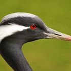 Was für rote Augen dieser Jungfernkranich hat!