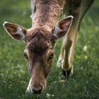 Was für schöne Augen!!!