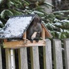 Was für Vögel gut ist, kann ......