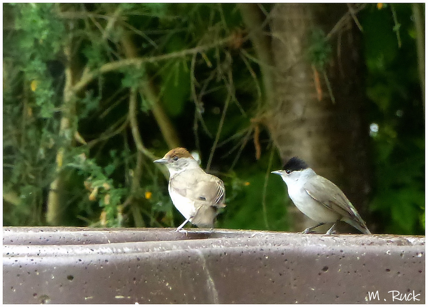 Was für zwei Hübsche im Garten !