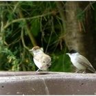 Was für zwei Hübsche im Garten !