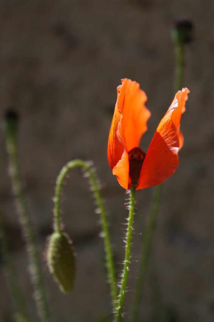 was ganz seltenes: Muschel-Mohn :-)