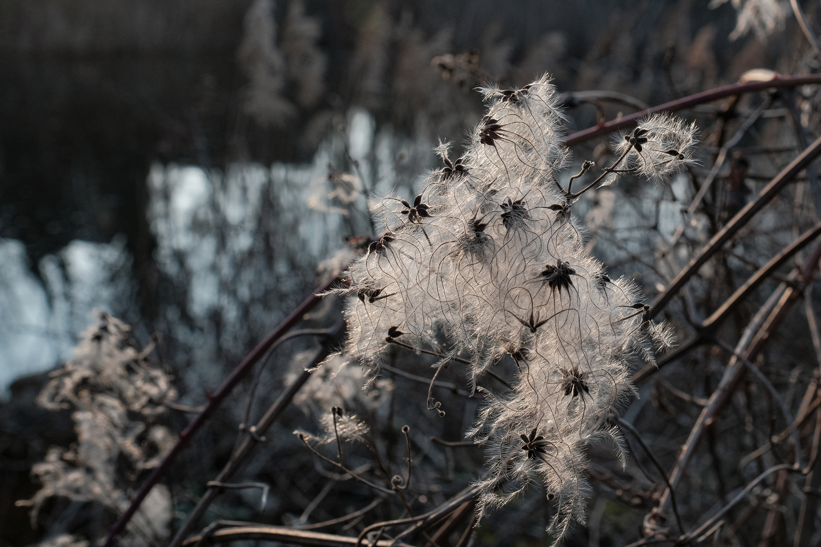 Was geblieben ist ! Foto & Bild dokumentation, outdoor, natur Bilder