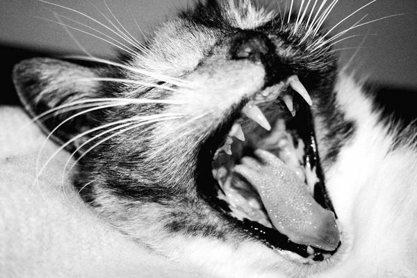 Was geschieht, wenn man einer Katze auf den Schwanz tritt?