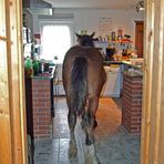 Was gib es heute zu essen?