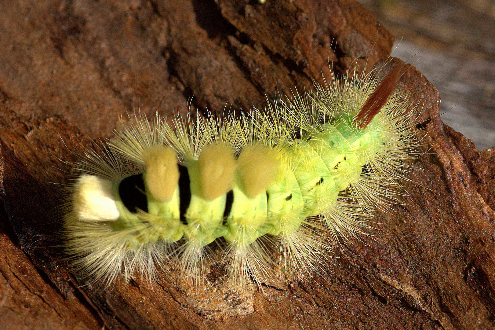 Was gibt das für einen Schmetterling? Wie heisst diese Raupe? Foto