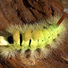 Was gibt das für einen Schmetterling? Wie heisst diese Raupe?