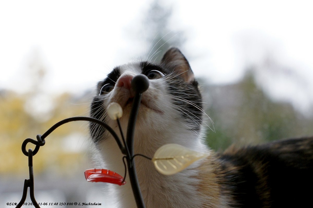 Was gibt es den hier zu riechen??? Foto & Bild tiere, haustiere, katzen Bilder auf