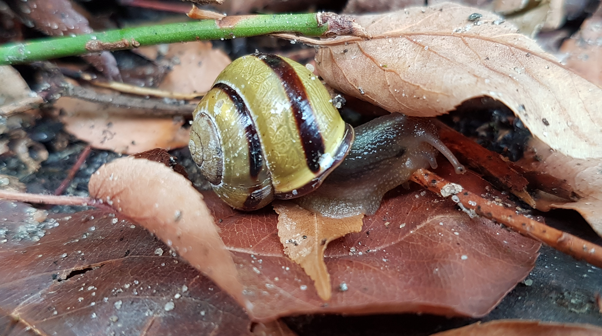 was gibt es denn da ? Bänderschnecke