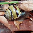 was gibt es denn da ? Bänderschnecke