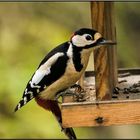 was gibt es denn heute im Vogelhaus?