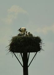 Was gibt es neues bei den Störchen im Rückhaltebecken in Salzderhelden ?