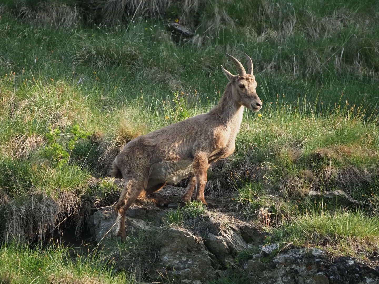 Was gibt es zum schauen Steinbock