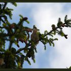 Was gibts denn da zu sehen? (Eichelhäher)