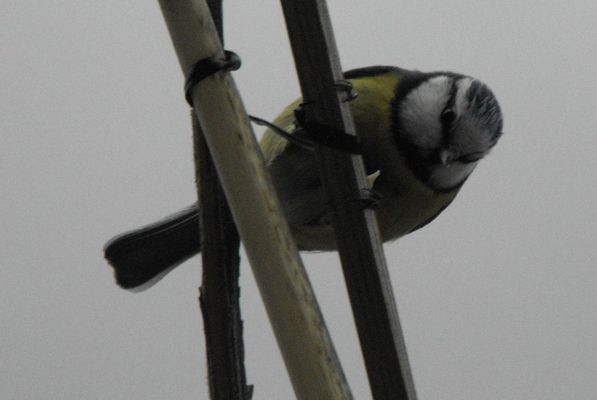 Was gibt´s denn heute zum Frühstück?