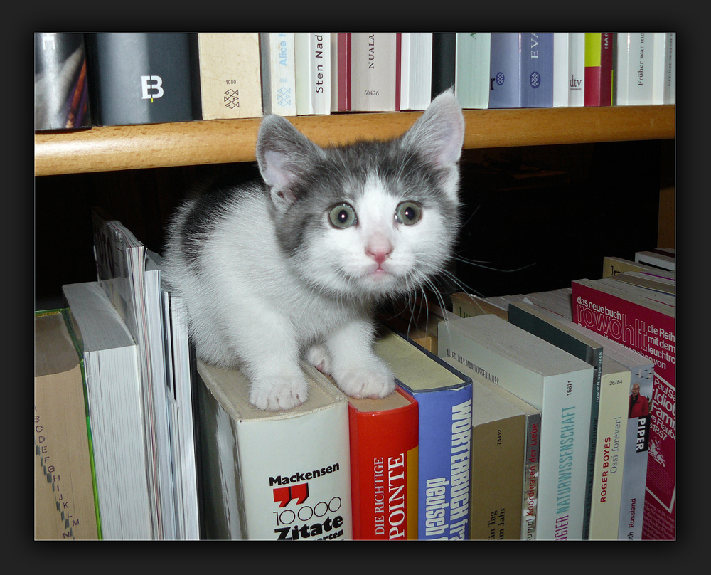 Was gibt's denn Neues? Die Bücher kenn' ich schon!