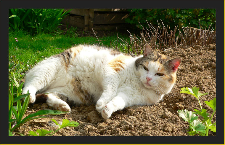 was gibts schöneres als nen Garten???