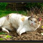 was gibts schöneres als nen Garten???