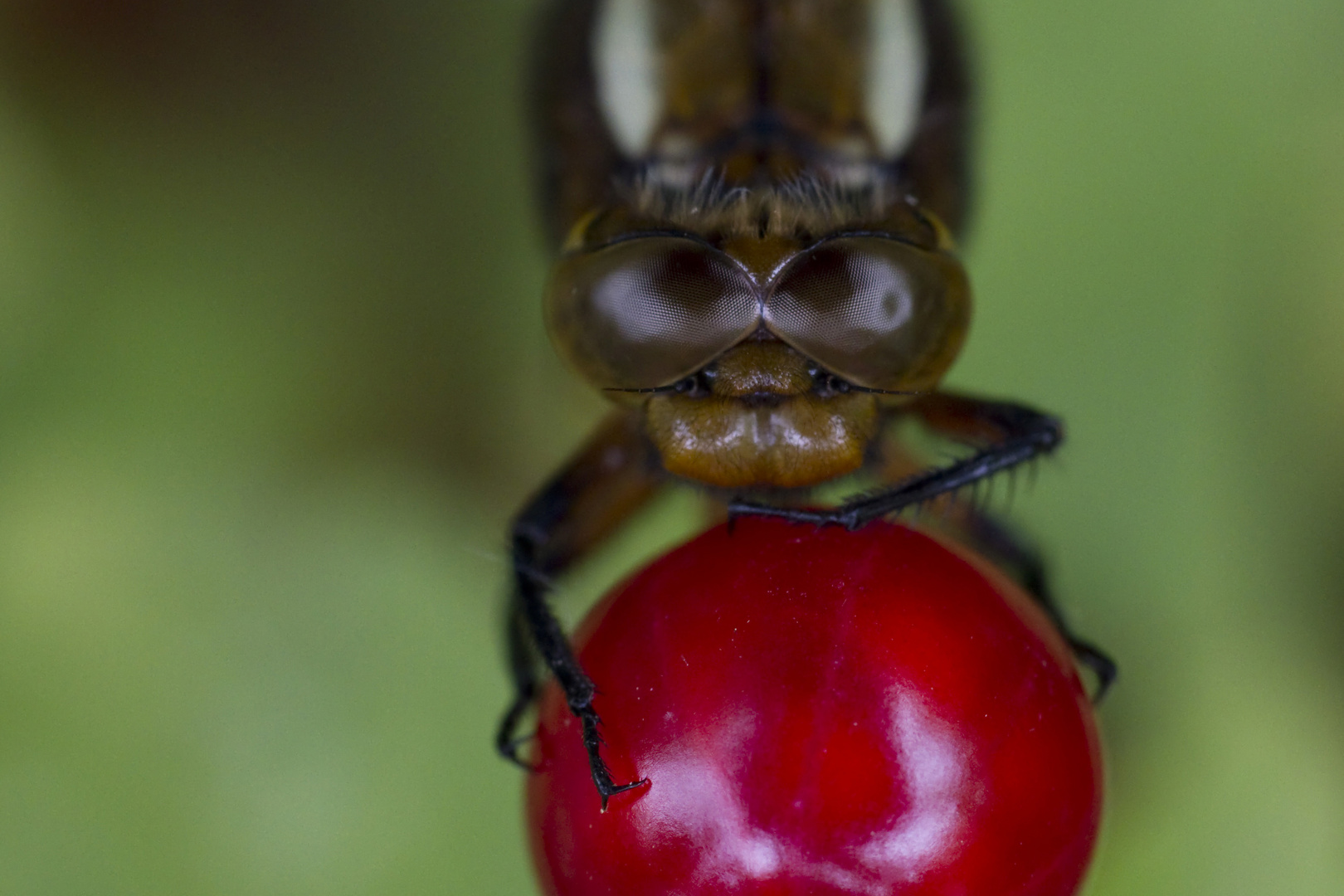 Was gibt's zu essen?