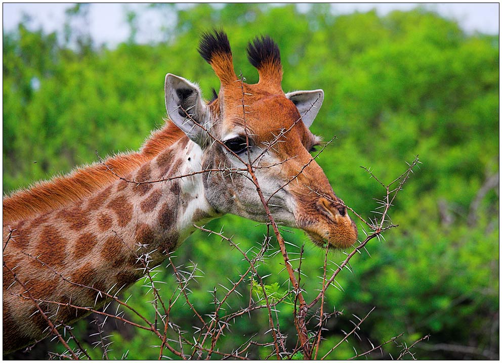 was Giraffen so alles fressen