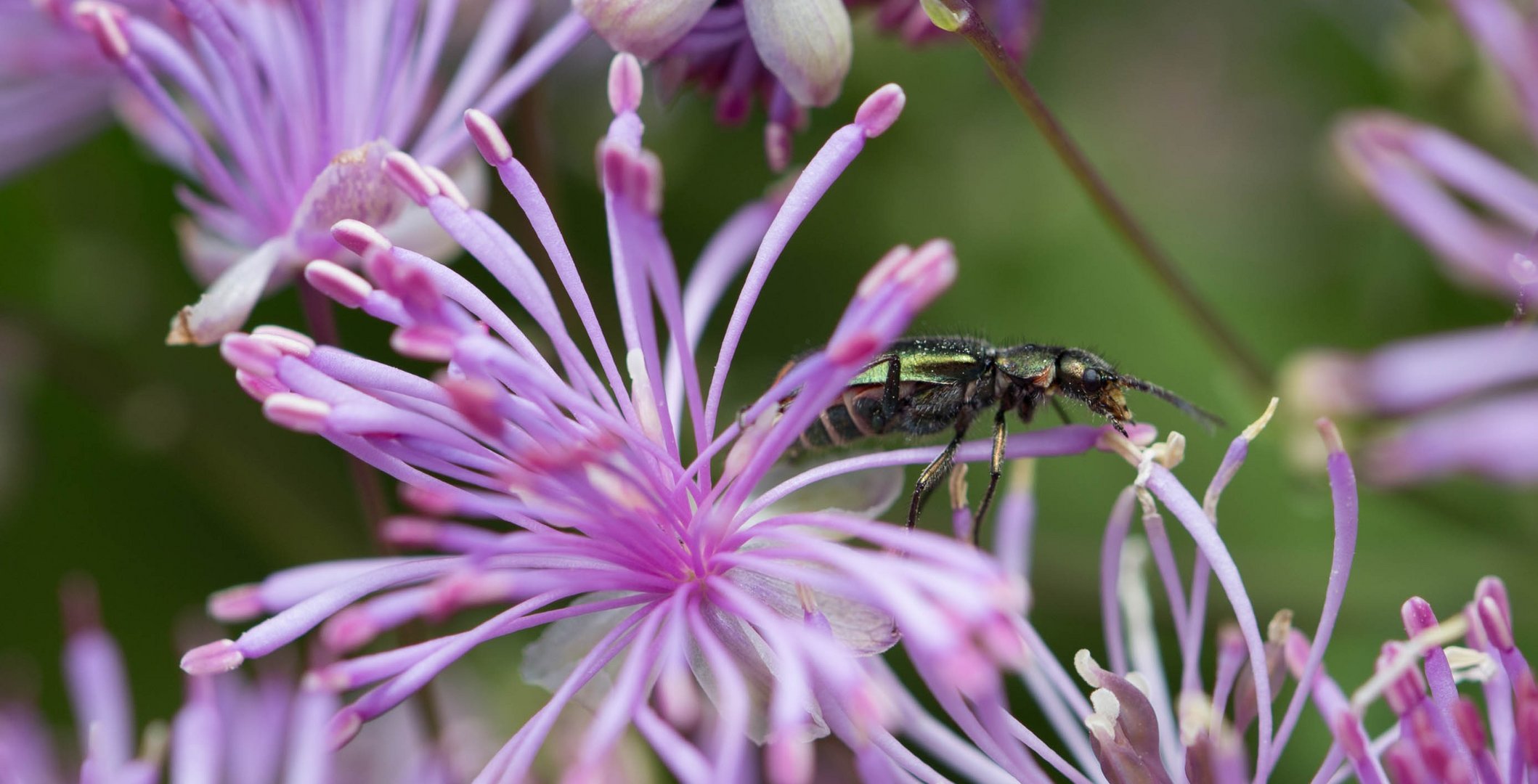 Was glänzt denn da zwischen den Blüten?