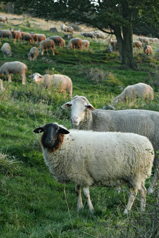 Was glotzt der denn so blöd?