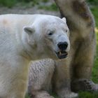 ...was glotzt'dn so? Noch nie'n Eisbär gesehen?