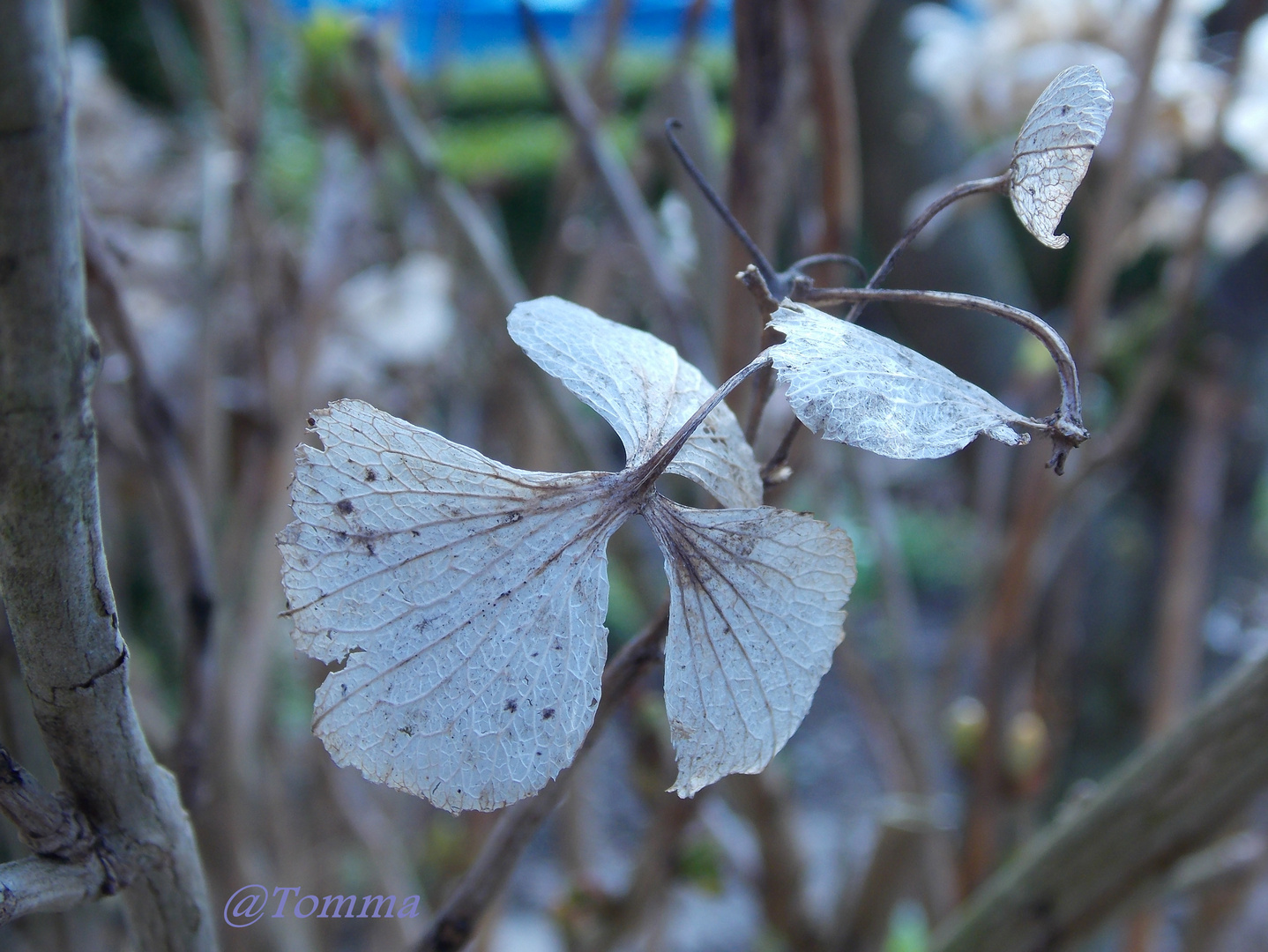 Was Graues in Garten